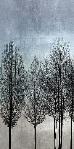 Tree Silhouette I Art Print by Paul Bennett