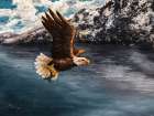 Regal Flight Art Print