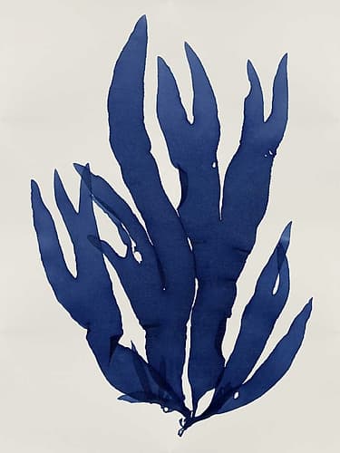 Sea Life - Indigo III Art Print