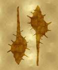 Sea Life - Gold II Art Print