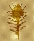 Sea Life - Gold VI Art Print