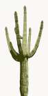 Saguaro I Art Print