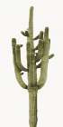 Saguaro II Art Print
