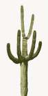 Saguaro III Art Print