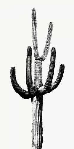 Saguaro Black and White III Nature Print