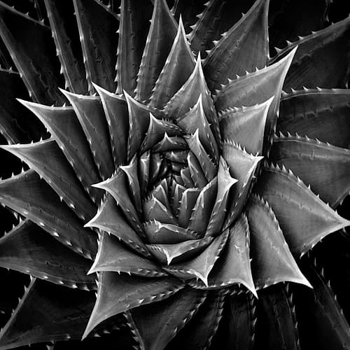 Succulent I Art Print