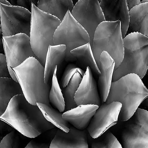 Succulent II Art Print