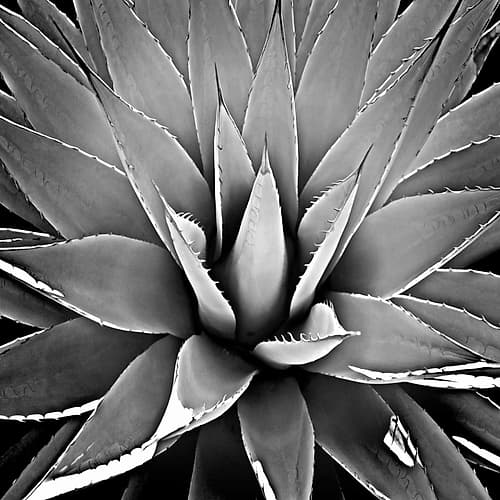 Succulent III Art Print