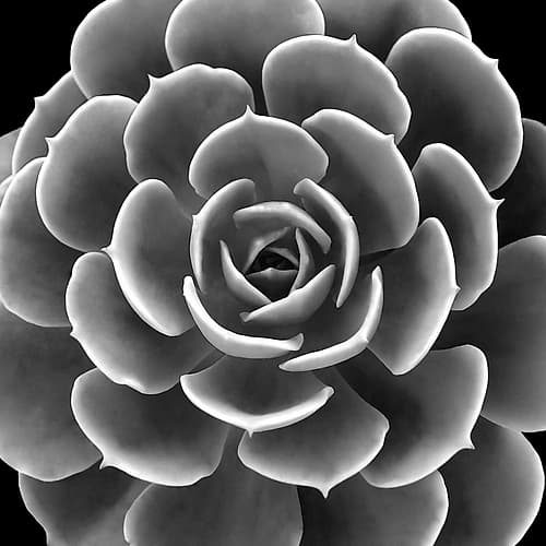 Succulent IIII IV Art Print