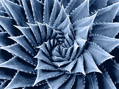 Succulent Indigo I Art Print