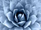 Succulent Indigo II Art Print