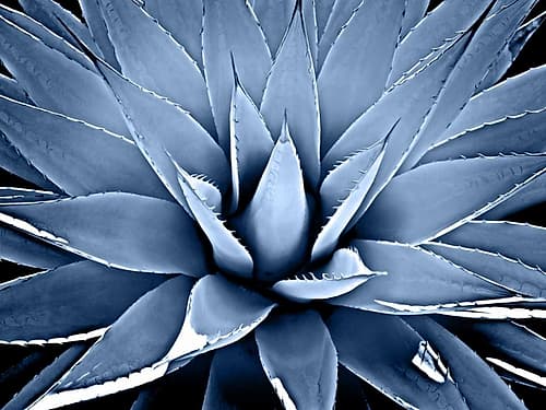 Succulent Indigo III Art Print