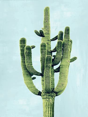 Cactus on Blue II Art Print by Mia Jensen