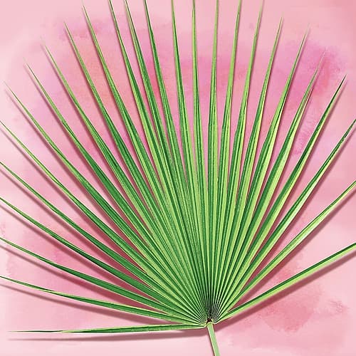 Palm on Pink III Coastal Print