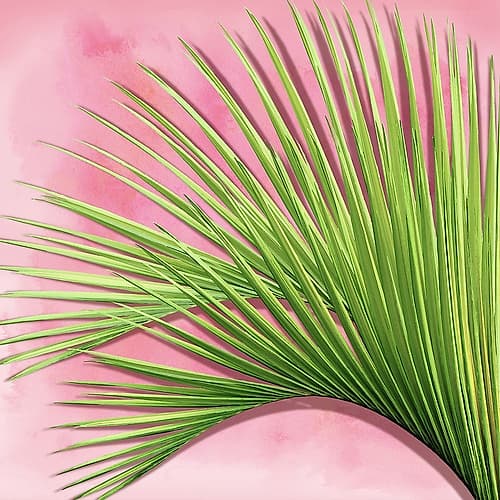 Palm on Pink IV Coastal Print