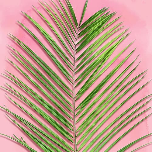 Palm on Pink V Coastal Print