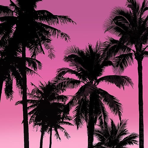 Palms Black on Pink II Coastal Print