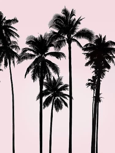 Tall Palms Black on Pink I Coastal Print