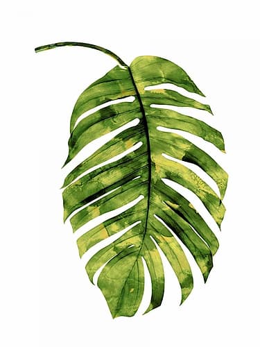 Palm II Tropical Print