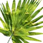 Tropical Palm IV Art Print
