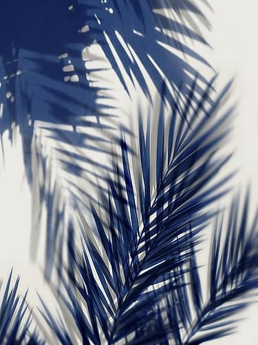 Palm Shadows Blue II Art Print by Melonie Miller