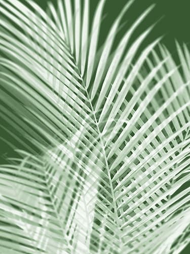 Palm Shadows Green I Coastal Print