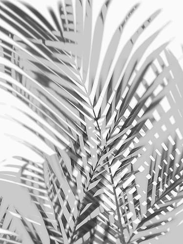 Palm Shadows III Coastal Print