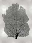 Sea Fan Black on Silver I Art Print