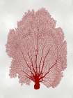 Sea Fan Coral II Art Print