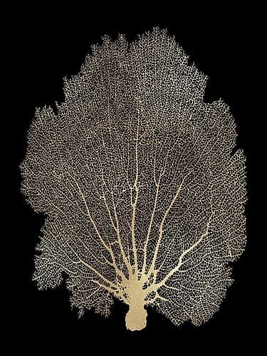 Sea Fan Gold on Black II Coastal Print