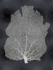 Sea Fan on Black I Art Print