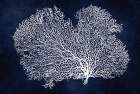 Sea Fan on Indigo Blue II Art Print