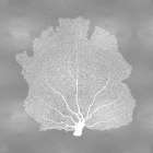 Sea Fan on Silver III Art Print