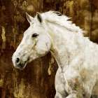 White Stallion - by Rose, Martin | C Brand Studios | Rose, Martin