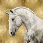 White Stallion on Gold Art Print