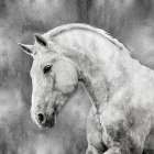 White Stallion on Silver Art Print