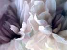 Chrysanthemum X Art Print