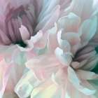 Chrysanthemum XI Art Print