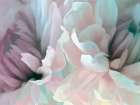 Chrysanthemum XIII Art Print
