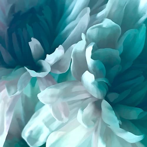 Chrysanthemum XIV Art Print