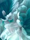Chrysanthemum XV Art Print
