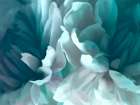 Chrysanthemum XVI Art Print