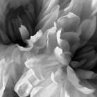 Chrysanthemum XVII Art Print