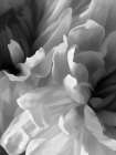 Chrysanthemum XVIII Art Print