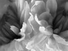 Chrysanthemum XIX Art Print