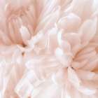 Chrysanthemum Pale Sepia I Art Print