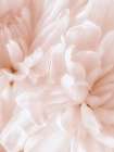 Chrysanthemum Pale Sepia II Art Print