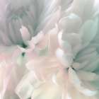 Chrysanthemum Pink and Cyan I Art Print