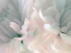 Chrysanthemum Pink and Cyan III Art Print