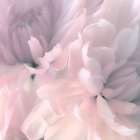 Chrysanthemum Pink Blush I Art Print